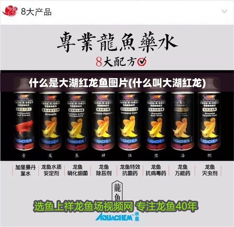 什么是大湖紅龍魚圖片(什么叫大湖紅龍) 什么是大湖紅龍魚圖片(什么叫大湖紅龍) 大湖紅龍魚百科 第1張