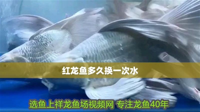 紅龍魚多久換一次水