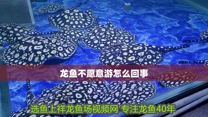 龍魚不愿意游怎么回事 龍魚不愿意游怎么回事 龍魚百科 第2張