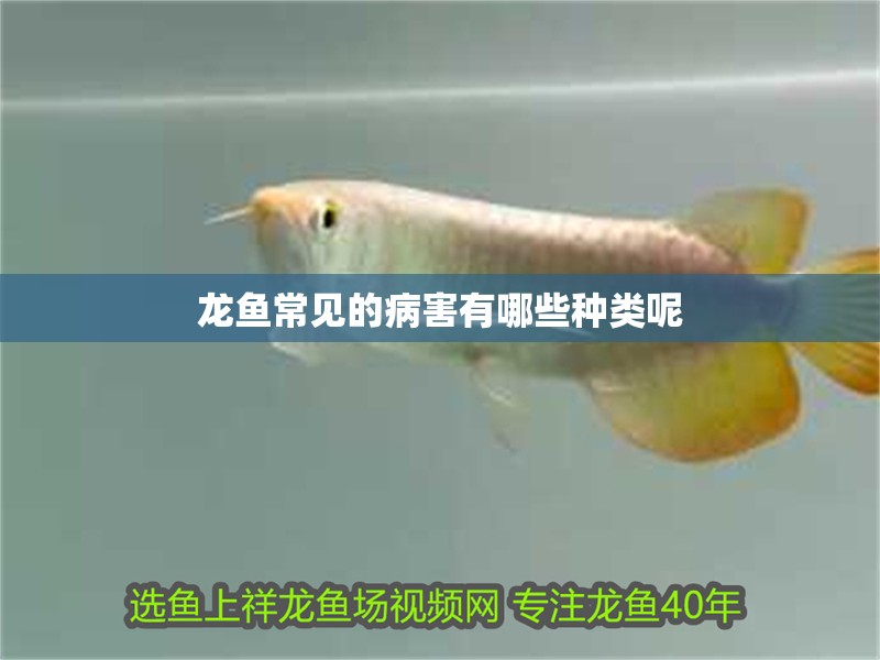 龍魚常見的病害有哪些種類呢