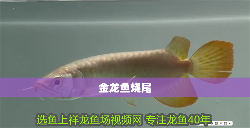 金龍魚燒尾