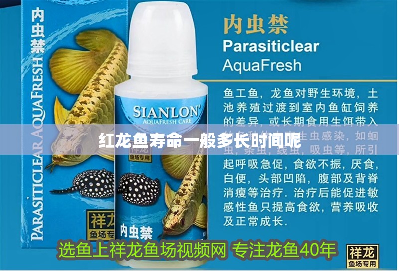 紅龍魚(yú)壽命一般多長(zhǎng)時(shí)間呢
