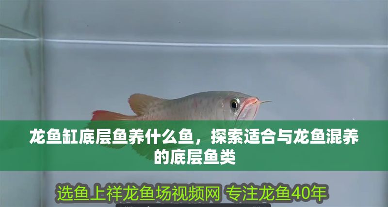 龍魚缸底層魚養什么魚，探索適合與龍魚混養的底層魚類