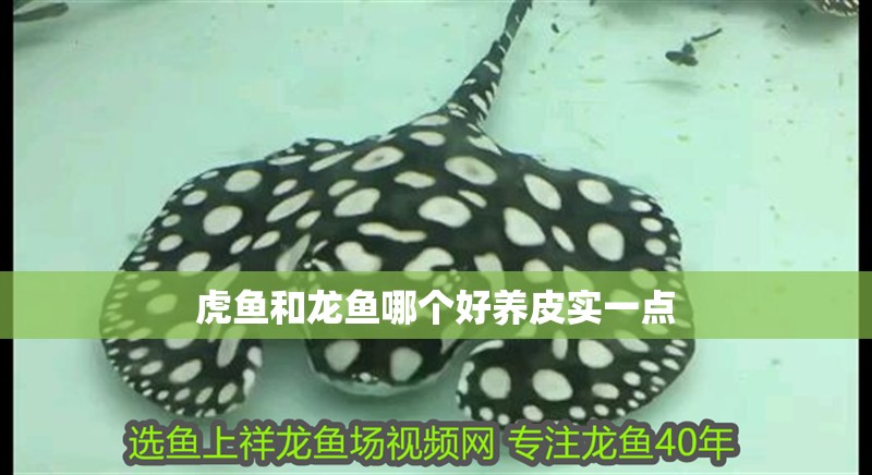 虎魚和龍魚哪個好養皮實一點