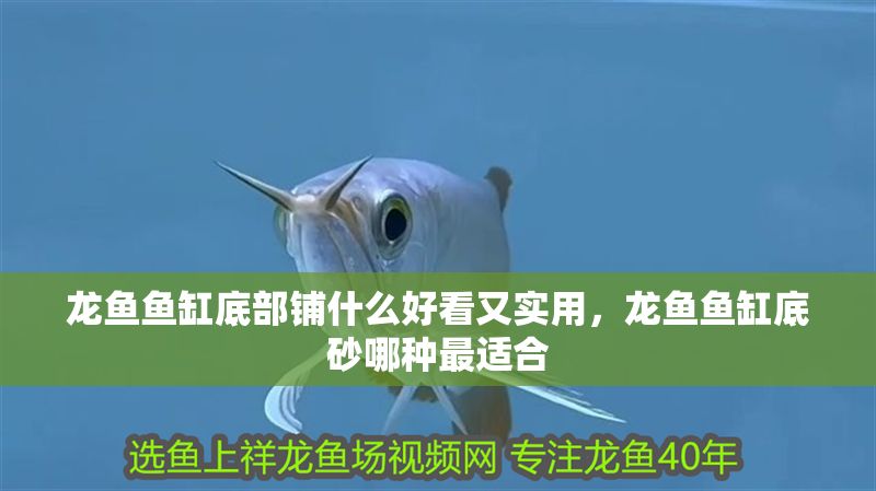 龍魚魚缸底部鋪什么好看又實(shí)用，龍魚魚缸底砂哪種最適合