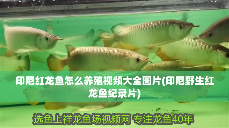 印尼紅龍魚怎么養殖視頻大全圖片(印尼野生紅龍魚紀錄片) 印尼紅龍魚怎么養殖視頻大全圖片(印尼野生紅龍魚紀錄片) 紅龍魚百科 第1張