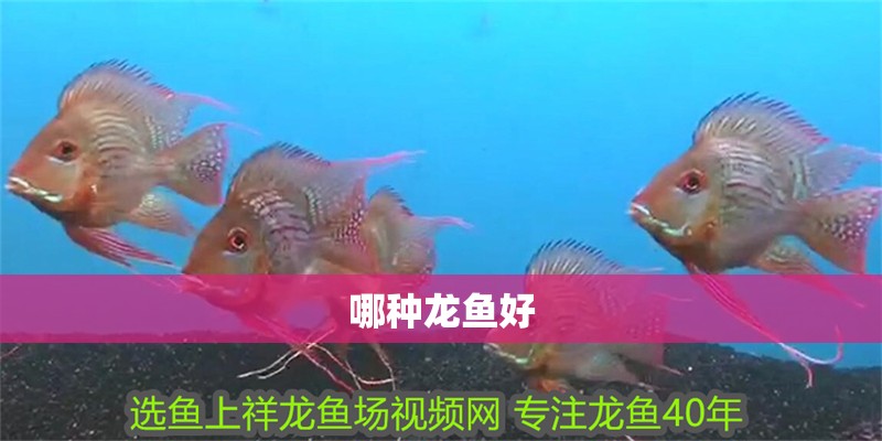 哪種龍魚好