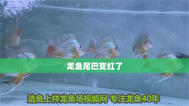 龍魚尾巴變紅了
