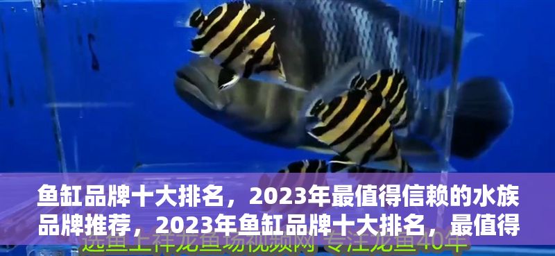 魚缸品牌十大排名，2023年最值得信賴的水族品牌推薦，2023年魚缸品牌十大排名，最值得信賴的水族品牌權威推薦 魚缸品牌十大排名，2023年最值得信賴的水族品牌推薦，2023年魚缸品牌十大排名，最值得信賴的水族品牌權威推薦 龍魚常見疾病 第1張