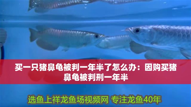 買一只豬鼻龜被判一年半了怎么辦：因購買豬鼻龜被判刑一年半