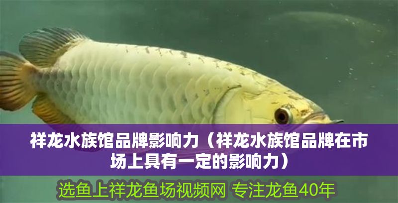 祥龍水族館品牌影響力（祥龍水族館品牌在市場上具有一定的影響力）