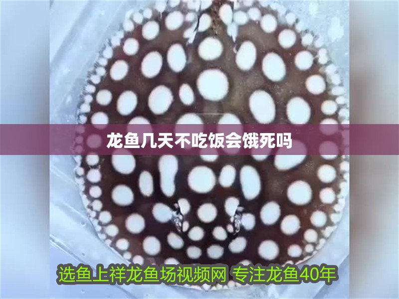 龍魚幾天不吃飯會餓死嗎 龍魚百科 第4張 龍魚幾天不吃飯會餓死嗎 龍魚幾天不吃飯會餓死嗎 龍魚百科 第4張