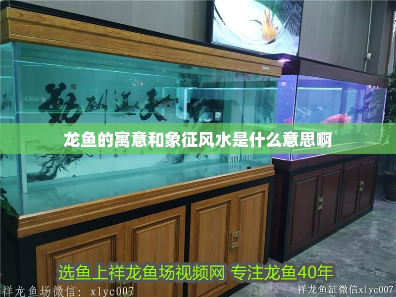 龍魚的寓意和象征風水是什么意思啊