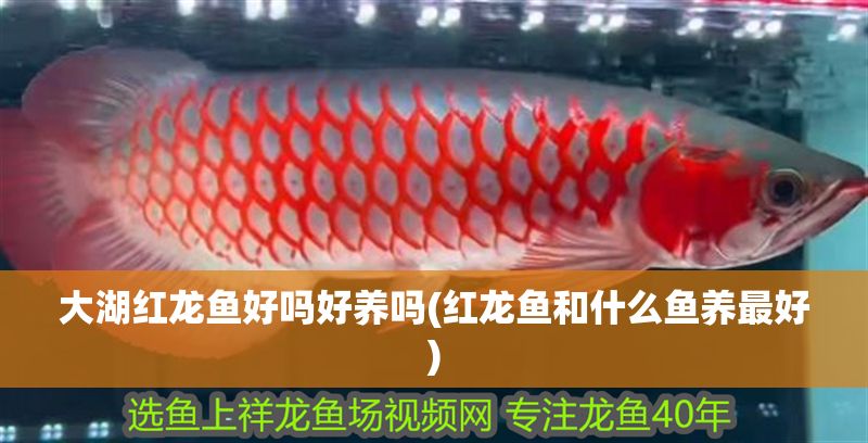 大湖紅龍魚好嗎好養(yǎng)嗎(紅龍魚和什么魚養(yǎng)最好)