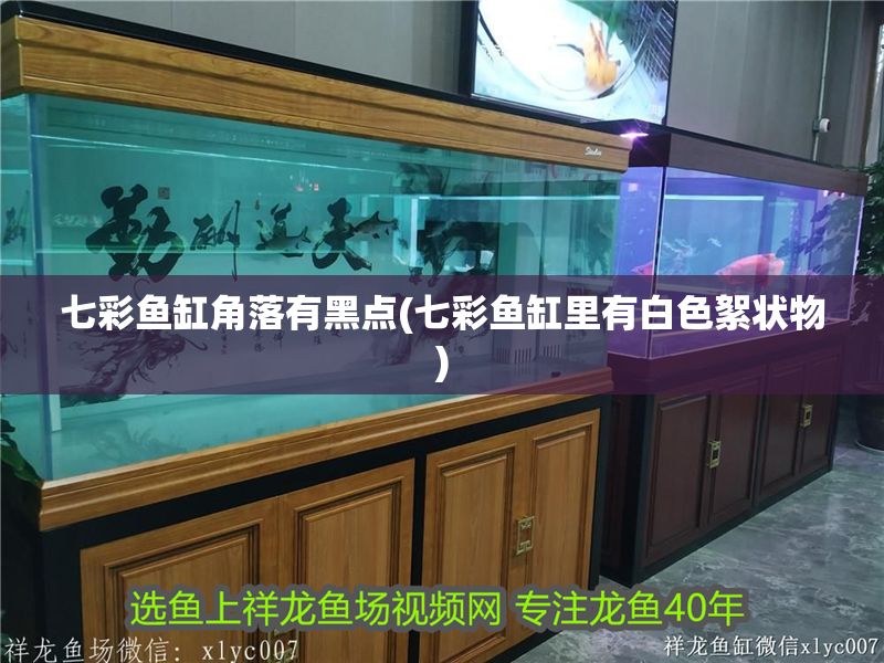 七彩魚(yú)缸角落有黑點(diǎn)(七彩魚(yú)缸里有白色絮狀物) 七彩魚(yú)缸角落有黑點(diǎn)(七彩魚(yú)缸里有白色絮狀物) 錦鯉魚(yú)百科 第1張