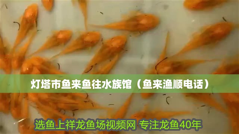 燈塔市魚(yú)來(lái)魚(yú)往水族館（魚(yú)來(lái)漁順電話） 燈塔市魚(yú)來(lái)魚(yú)往水族館（魚(yú)來(lái)漁順電話） 全國(guó)水族館企業(yè)名錄 第4張