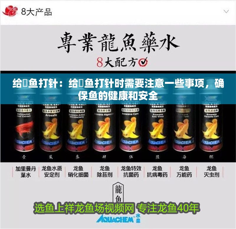 給魟魚打針：給魟魚打針時需要注意一些事項，確保魚的健康和安全