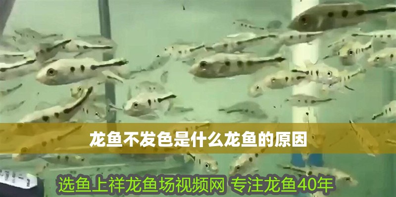 龍魚不發(fā)色是什么龍魚的原因