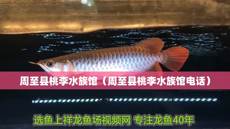 周至縣桃李水族館（周至縣桃李水族館電話）