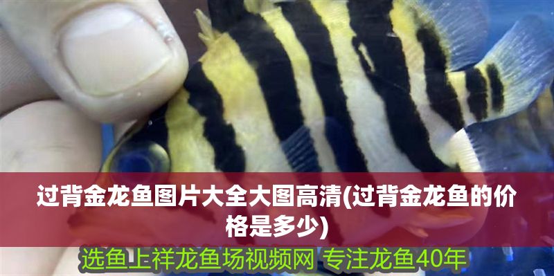 過背金龍魚圖片大全大圖高清(過背金龍魚的價格是多少)