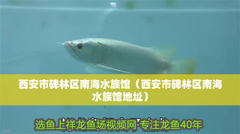 西安市碑林區南海水族館（西安市碑林區南海水族館地址）