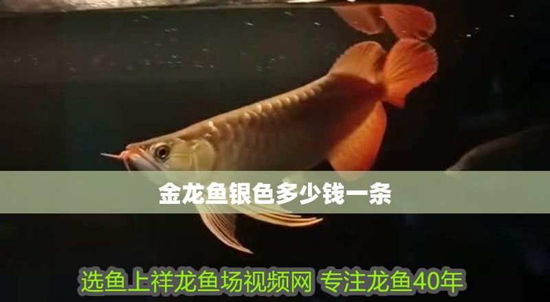 金龍魚銀色多少錢一條