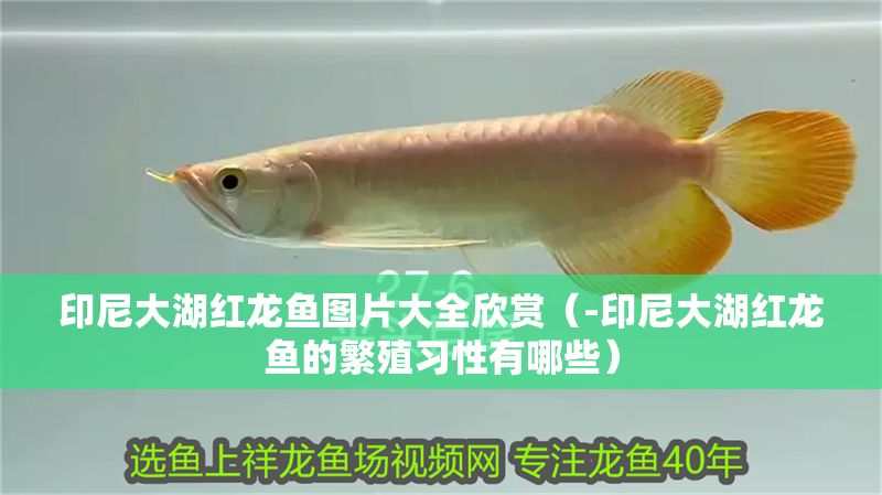 印尼大湖紅龍魚圖片大全欣賞（-印尼大湖紅龍魚的繁殖習性有哪些）