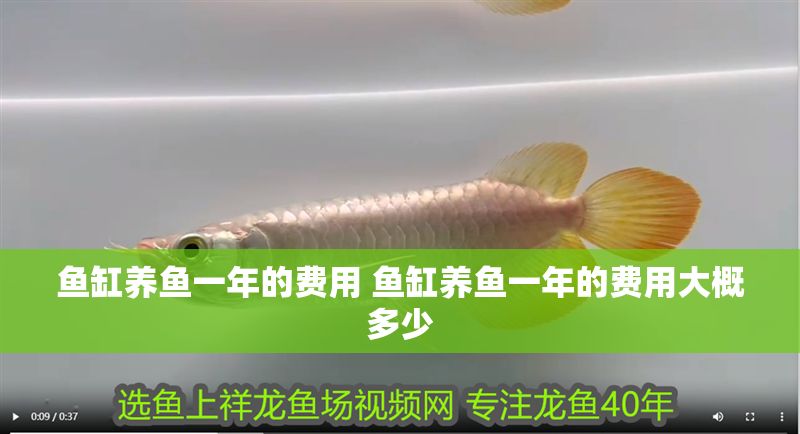 魚缸養魚一年的費用 魚缸養魚一年的費用大概多少