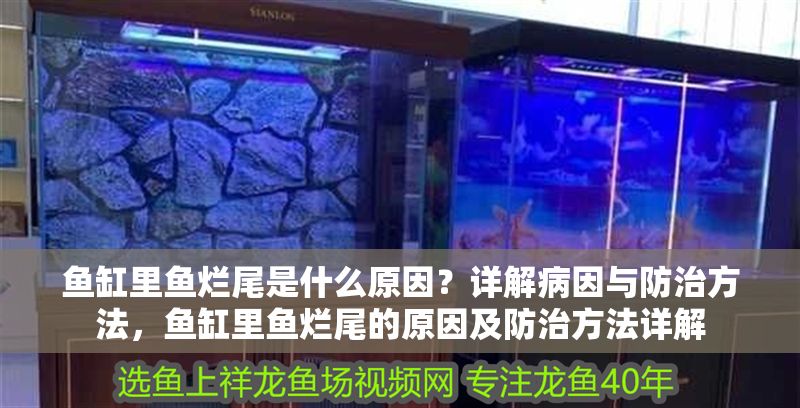 魚缸里魚爛尾是什么原因？詳解病因與防治方法，魚缸里魚爛尾的原因及防治方法詳解