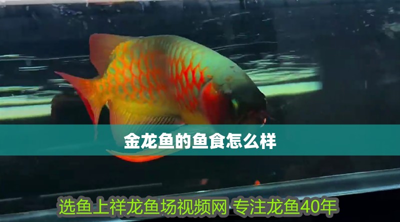 金龍魚的魚食怎么樣