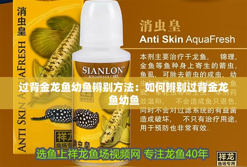 過背金龍魚幼魚辨別方法：如何辨別過背金龍魚幼魚 過背金龍魚幼魚辨別方法：如何辨別過背金龍魚幼魚 金龍魚百科 第1張
