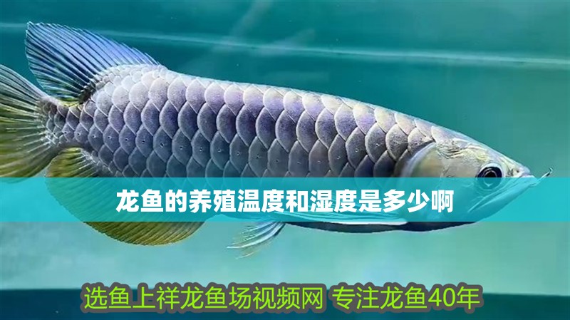 龍魚的養(yǎng)殖溫度和濕度是多少啊 龍魚的養(yǎng)殖溫度和濕度是多少啊 龍魚百科 第2張