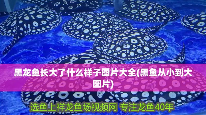 黑龍魚(yú)長(zhǎng)大了什么樣子圖片大全(黑魚(yú)從小到大圖片)