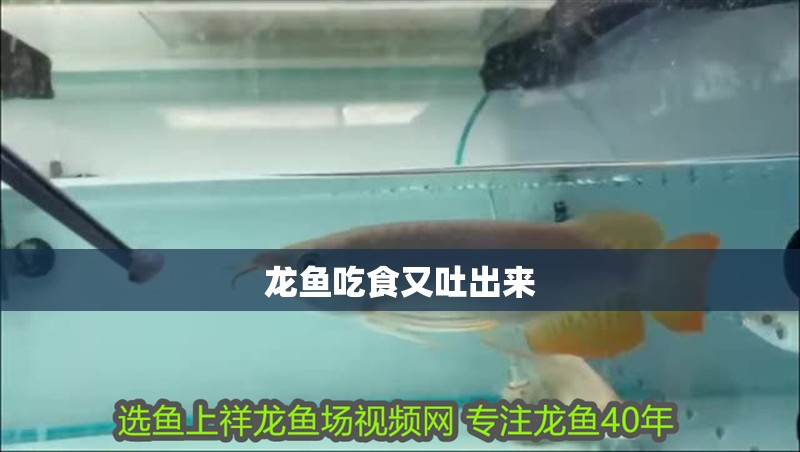 龍魚吃食又吐出來 龍魚吃食又吐出來 龍魚百科 第2張