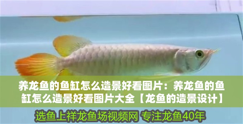 養龍魚的魚缸怎么造景好看圖片：養龍魚的魚缸怎么造景好看圖片大全【龍魚的造景設計】