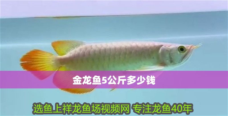 金龍魚5公斤多少錢
