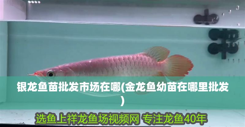 銀龍魚苗批發市場在哪(金龍魚幼苗在哪里批發) 銀龍魚苗批發市場在哪(金龍魚幼苗在哪里批發) 銀龍魚百科 第1張