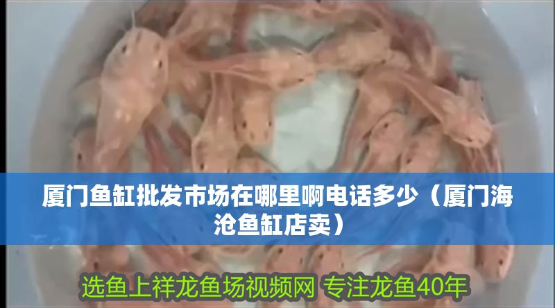 廈門魚缸批發(fā)市場(chǎng)在哪里啊電話多少（廈門海滄魚缸店賣）