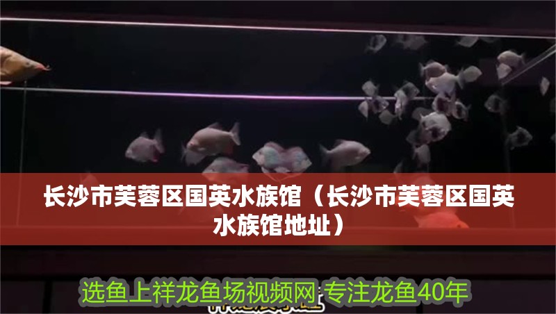 長沙市芙蓉區(qū)國英水族館（長沙市芙蓉區(qū)國英水族館地址）