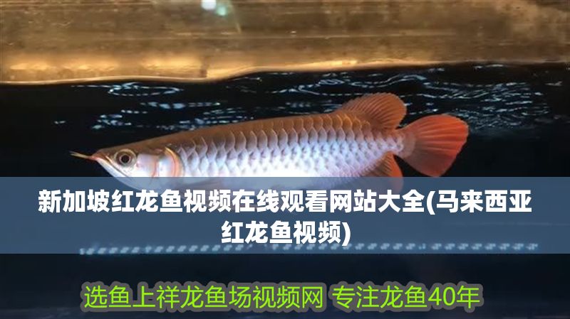 新加坡紅龍魚視頻在線觀看網站大全(馬來西亞紅龍魚視頻)