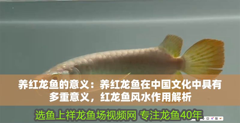 養(yǎng)紅龍魚的意義：養(yǎng)紅龍魚在中國文化中具有多重意義，紅龍魚風(fēng)水作用解析