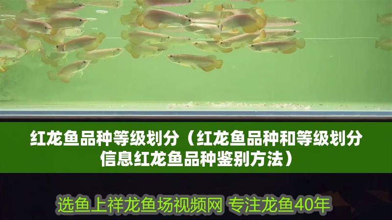 紅龍魚品種等級劃分（紅龍魚品種和等級劃分信息紅龍魚品種鑒別方法）