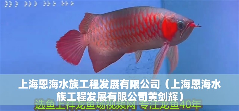 上海恩海水族工程發(fā)展有限公司（上海恩海水族工程發(fā)展有限公司黃劍輝） 上海恩海水族工程發(fā)展有限公司（上海恩海水族工程發(fā)展有限公司黃劍輝） 全國水族館企業(yè)名錄 第2張