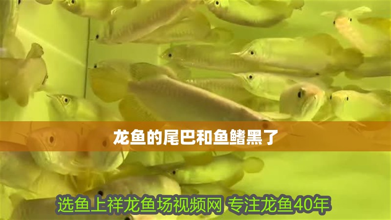 龍魚的尾巴和魚鰭黑了