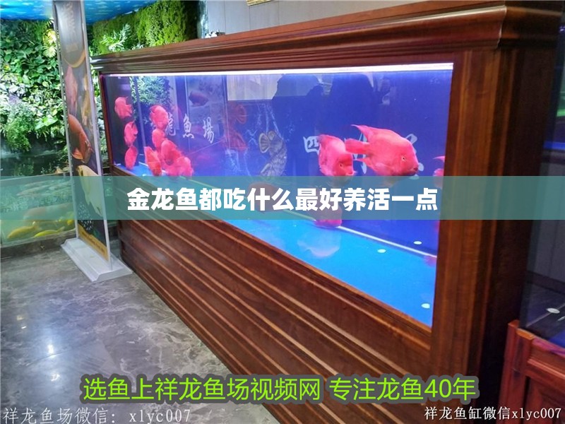 金龍魚都吃什么最好養活一點