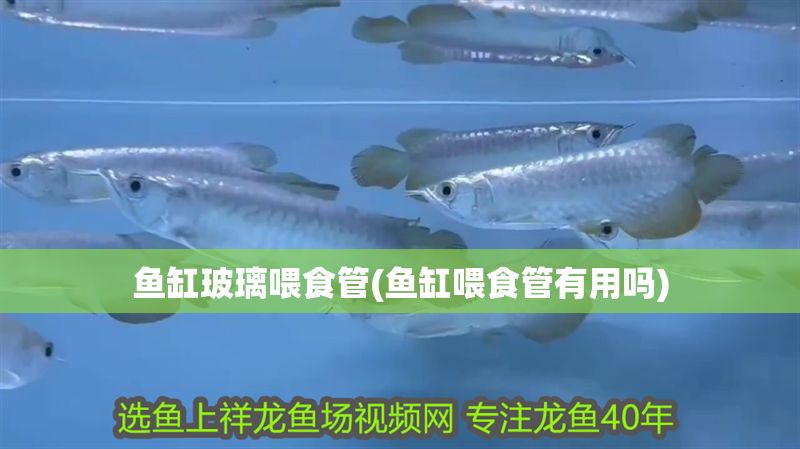 魚(yú)缸玻璃喂食管(魚(yú)缸喂食管有用嗎)