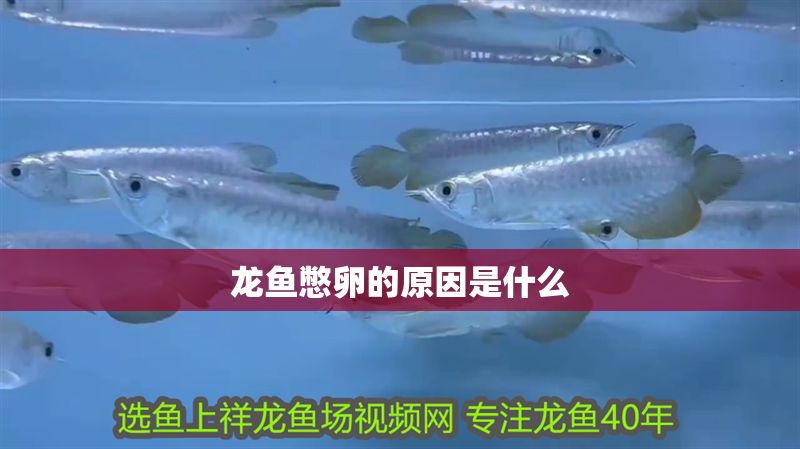 龍魚憋卵的原因是什么