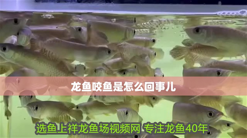 龍魚咬魚是怎么回事兒