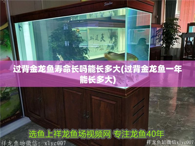 過背金龍魚壽命長嗎能長多大(過背金龍魚一年能長多大)
