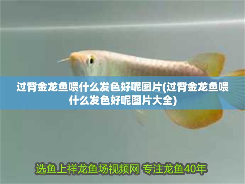 過背金龍魚喂什么發色好呢圖片(過背金龍魚喂什么發色好呢圖片大全)